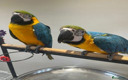 Macaws birds for sale: Ready Baby HandReared Super Tame Blue & Gold Macaw - Image 2