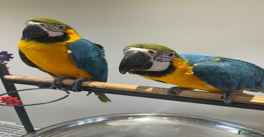 Macaws birds - Advert 6