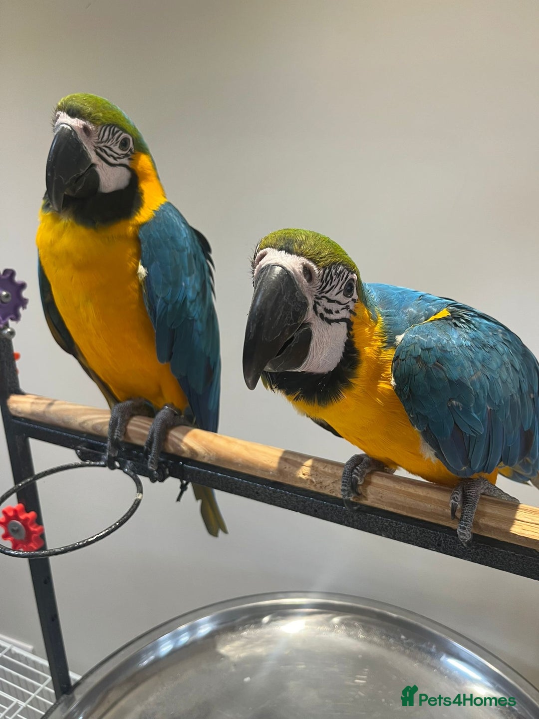 Macaws birds for sale: Ready Baby HandReared Super Tame Blue & Gold Macaw - Image 2