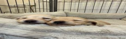 Miniature Dachshund dogs for sale: 🍦CREAM KC LONGHAIR MINI DAXI GIRLS🌞 - Advert 11