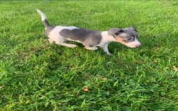 Jack Russell dogs for sale: Traditional Jack Russell's for sale - Image 4
