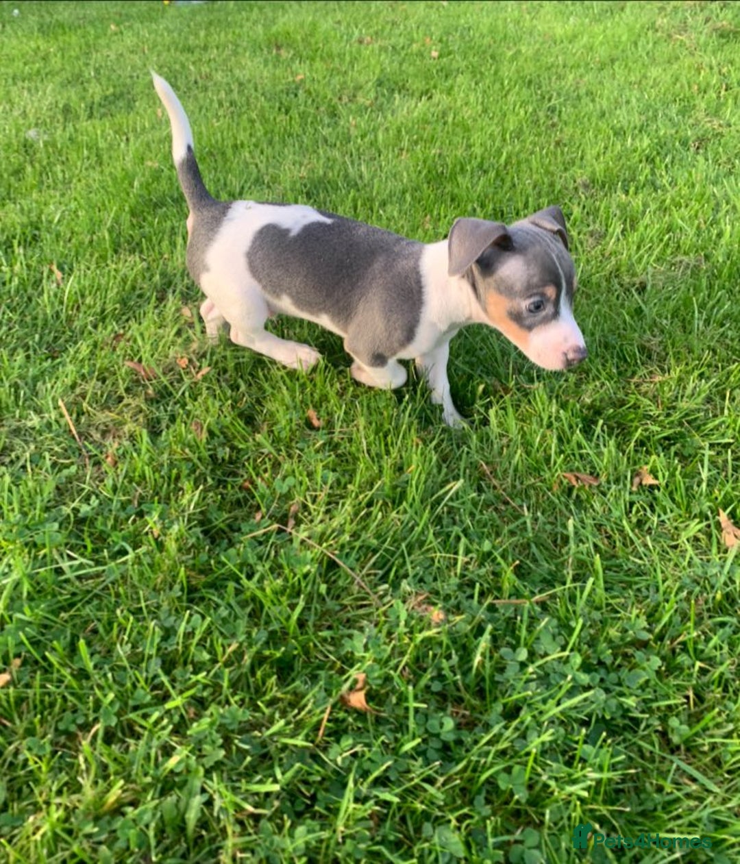 Jack Russell dogs for sale: Traditional Jack Russell's for sale - Image 4