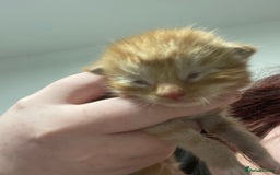 Mixed Breed cats for sale: 5 beautiful mixed breed kittens❤️ - Image 2