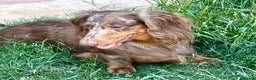 Dachshund dogs for sale: Standard Chocolate Dappled LH girl looking 4home - Advert 3