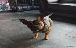Mixed Breed dogs for sale: French bulldog x jack Russell  - Image 1