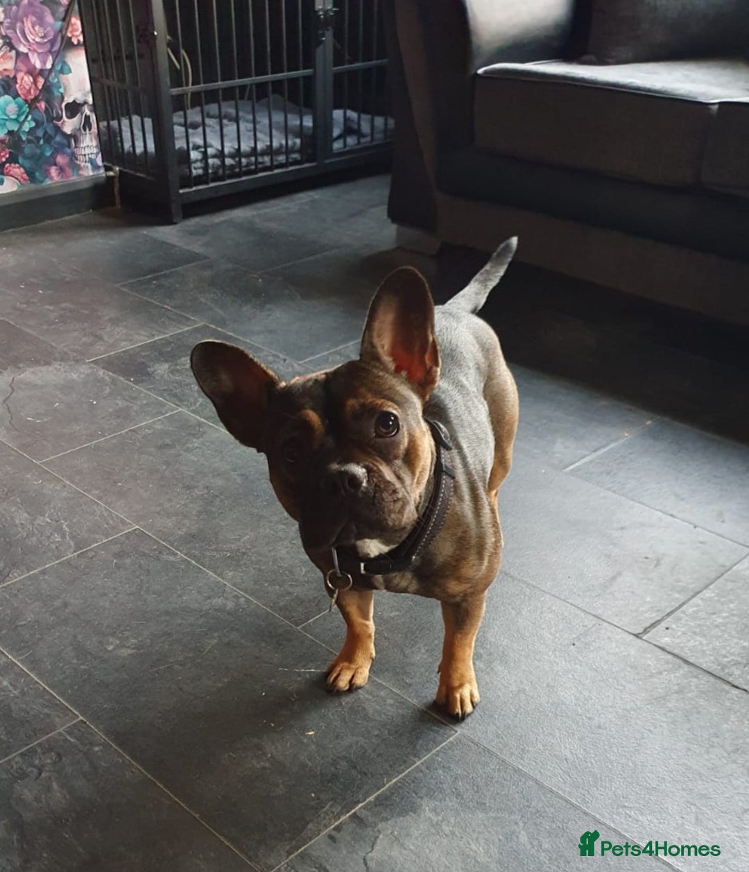 Mixed Breed dogs for sale: French bulldog x jack Russell  - Image 1