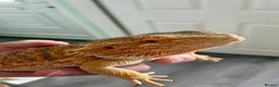 Bearded Dragon reptiles for sale: Beautiful Female bearded dragon with full set up  - Advert 2