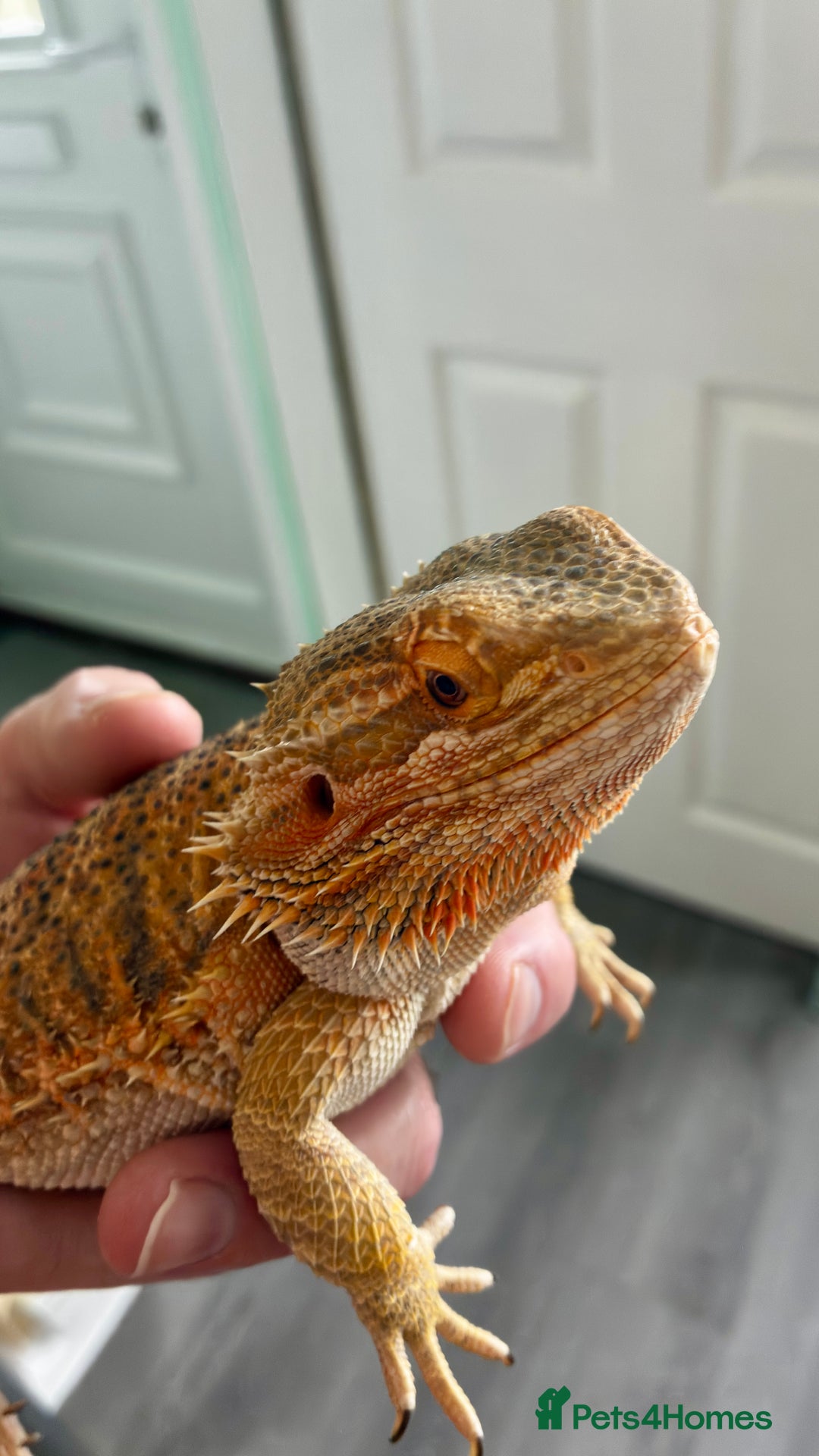 Bearded Dragon reptiles for sale: Beautiful Female bearded dragon with full set up  - Advert 2