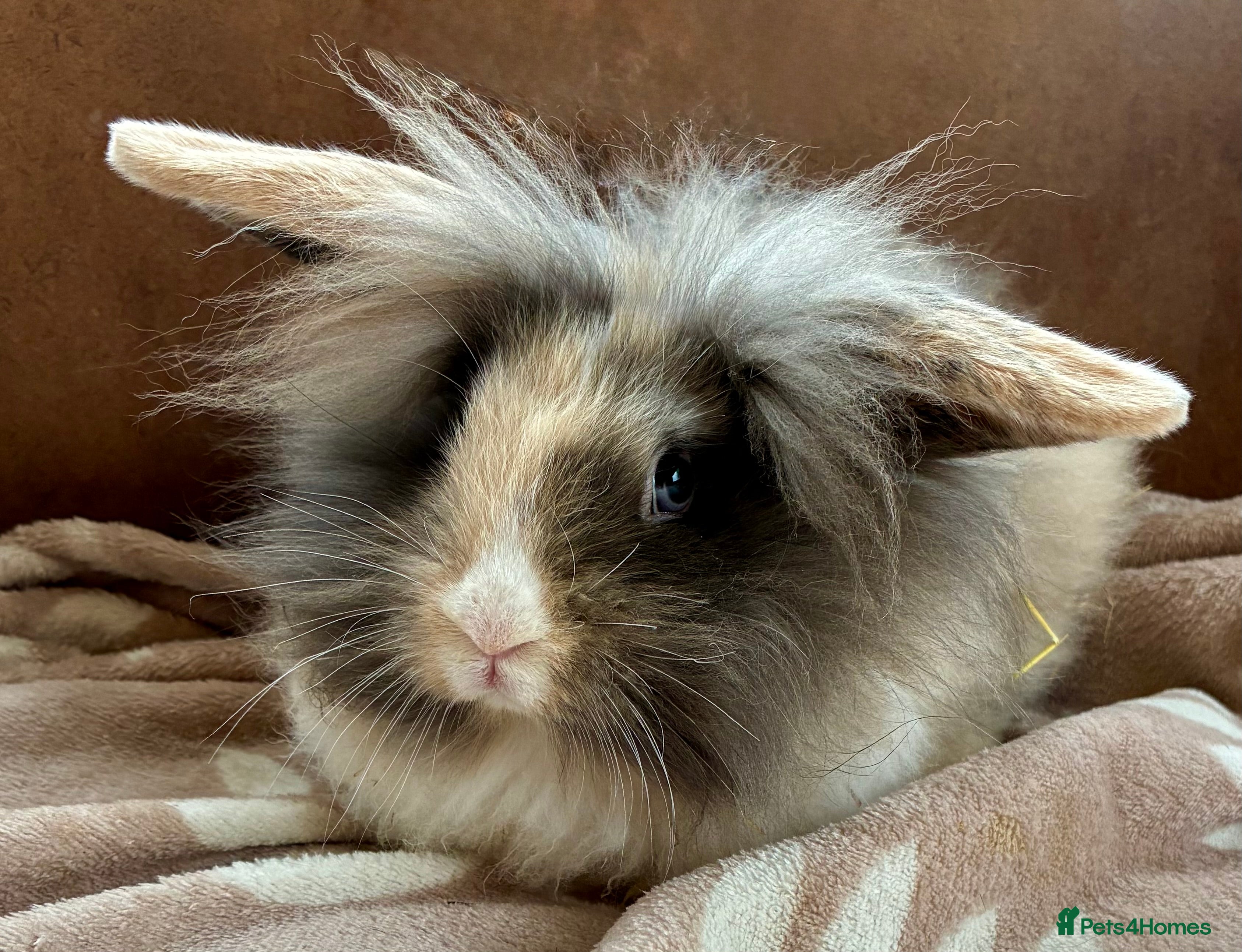 Mini Lion Lop rabbits beautiful Rabbit - Advert 16