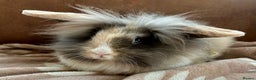 Mini Lion Lop rabbits for sale: beautiful Rabbit - Advert 1