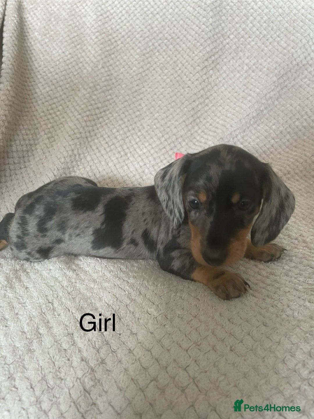 Dachshund dogs for sale: Gorgeous dachshund puppies  - Image 5