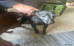 Patterdale Terrier dogs for sale: Sweet little Patterdale girl for sale  - Image 1