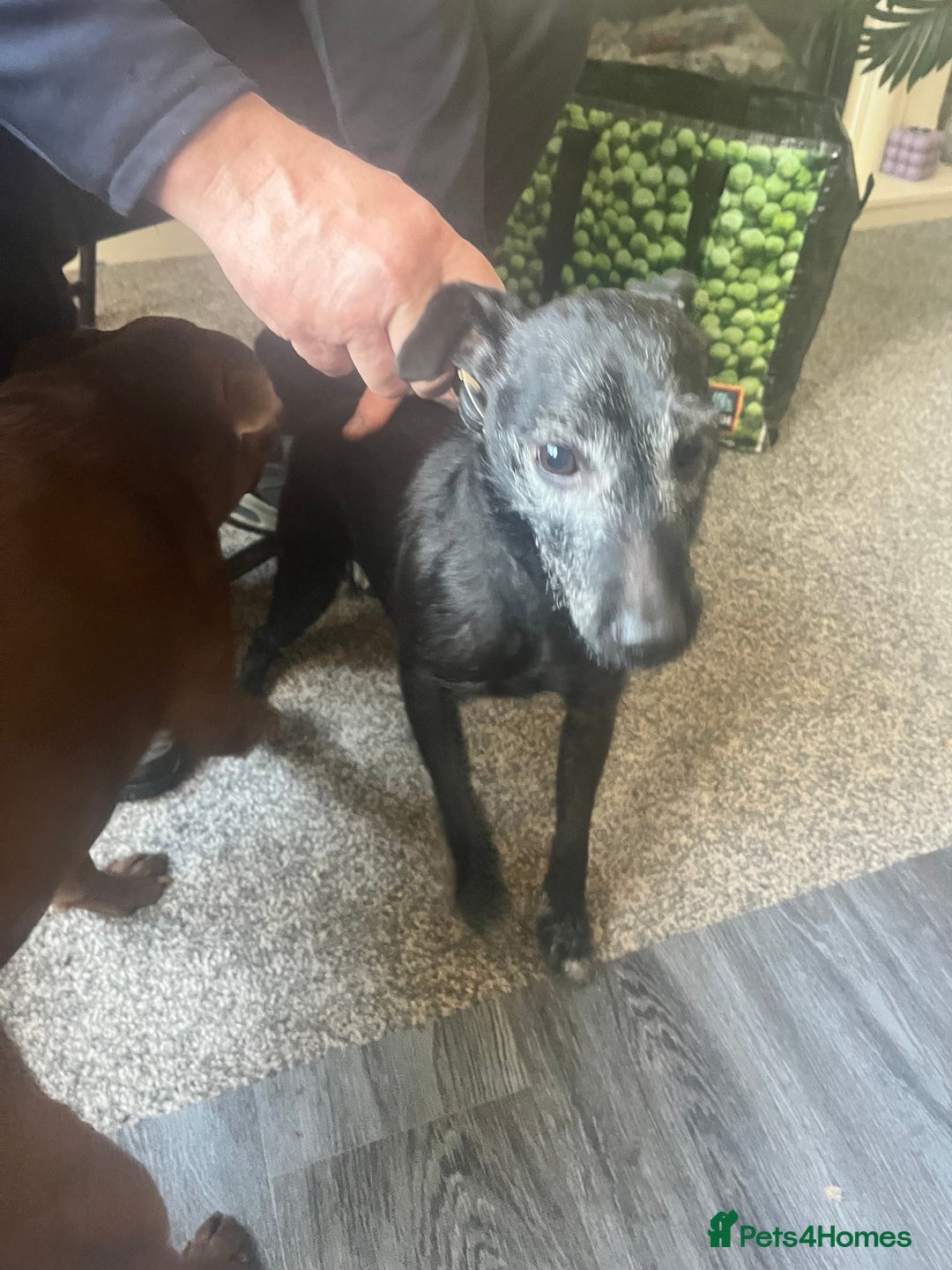 Patterdale Terrier dogs for sale: Sweet little Patterdale girl for sale  - Image 1