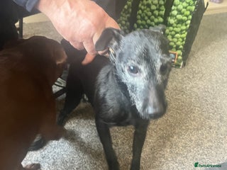 Patterdale Terrier dogs for sale - Advert 1