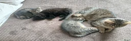 Mixed Breed cats for sale: Two beautiful kittens looking for a forever home. - Advert 4