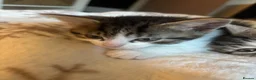 Mixed Breed cats for sale: Three Gorgeous 7 Week old KITTENS! Ghost Tabby! - Advert 8