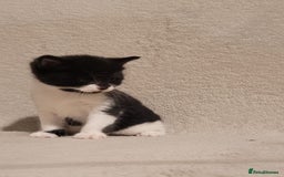 Russian Blue cats for sale: Kittens for sale - Advert 5