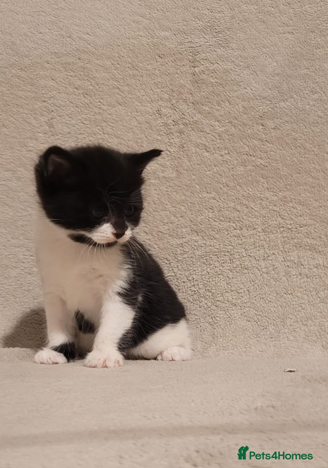 Russian Blue cats for sale: Kittens for sale - Advert 5