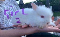 Lionhead rabbits for sale: 7 Beautiful double mane Lionhead Bunnies  - Image 7