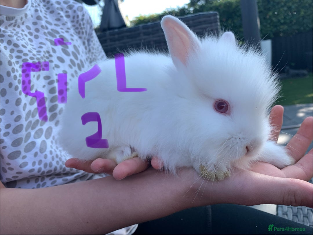 Lionhead rabbits for sale: 7 Beautiful double mane Lionhead Bunnies  - Image 7