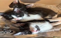 Maine Coon cats for sale: Half Maine coon - Image 3