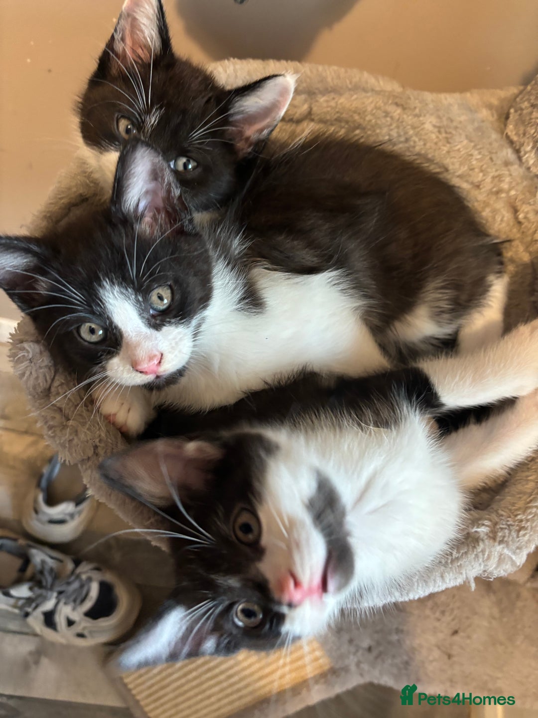 Maine Coon cats for sale: Half Maine coon - Image 3