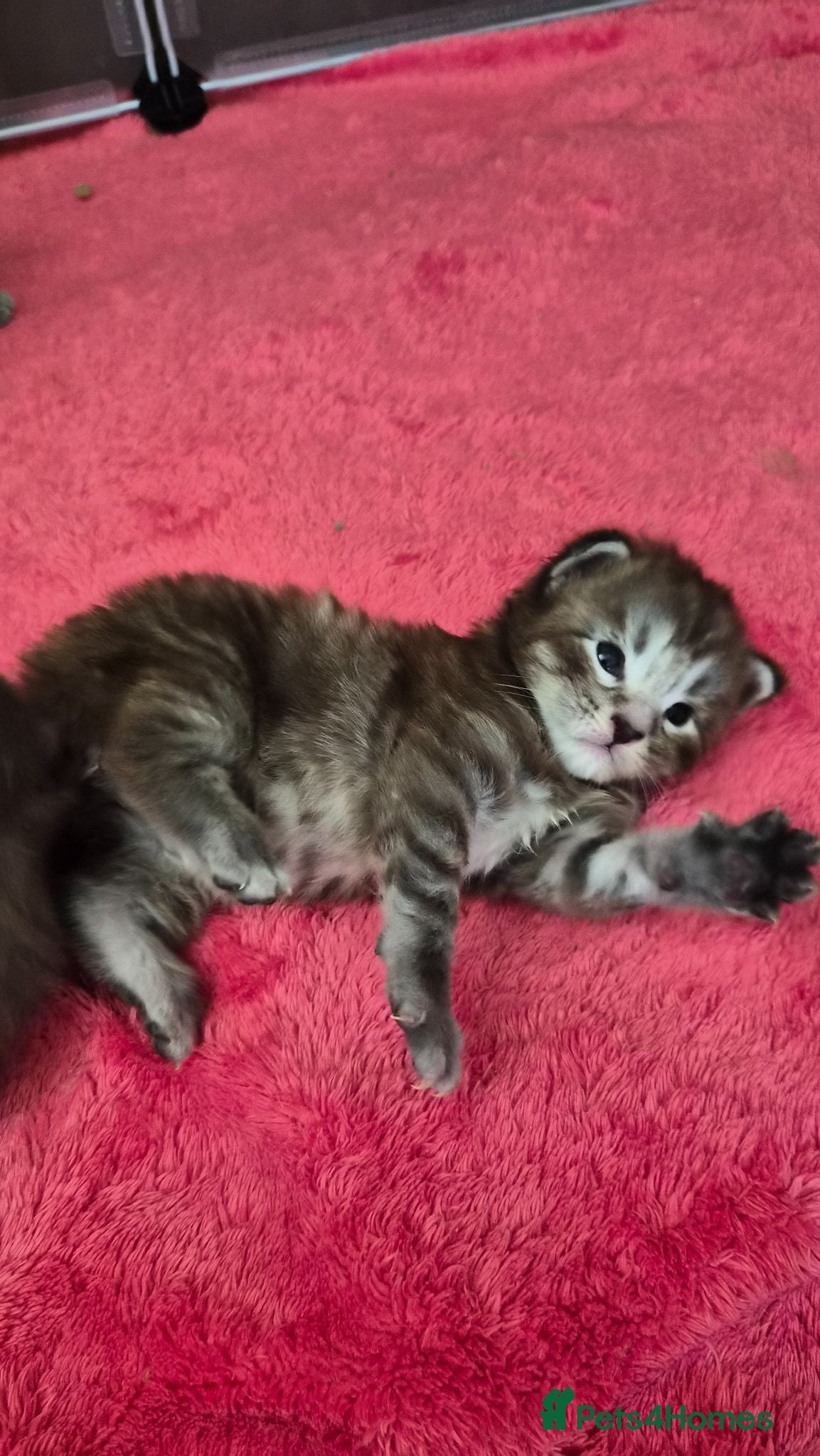Maine Coon cats Maine coon pedigree kittens  - Advert 4