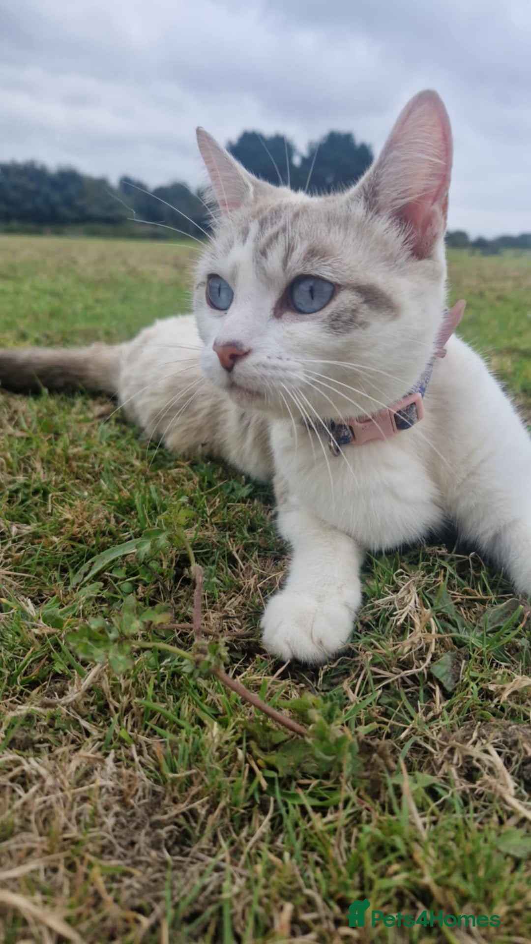 British Longhair cats for sale: British blue cross ragdoll kittens - Image 22