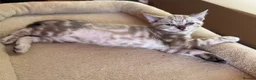 Bengal cats for sale: Rare Seal Lynx Silver Marble Bengal Kittens - Advert 10