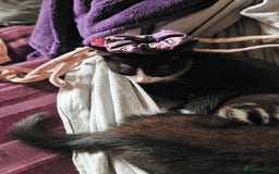 Khao Manee cats for sale: Mixed price Khao Manee kittens  - Image 21