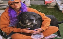 Mixed Breed dogs for sale: HARLEQUINN CANE CORSO X AMERICAN BULLDOGGE - Image 27