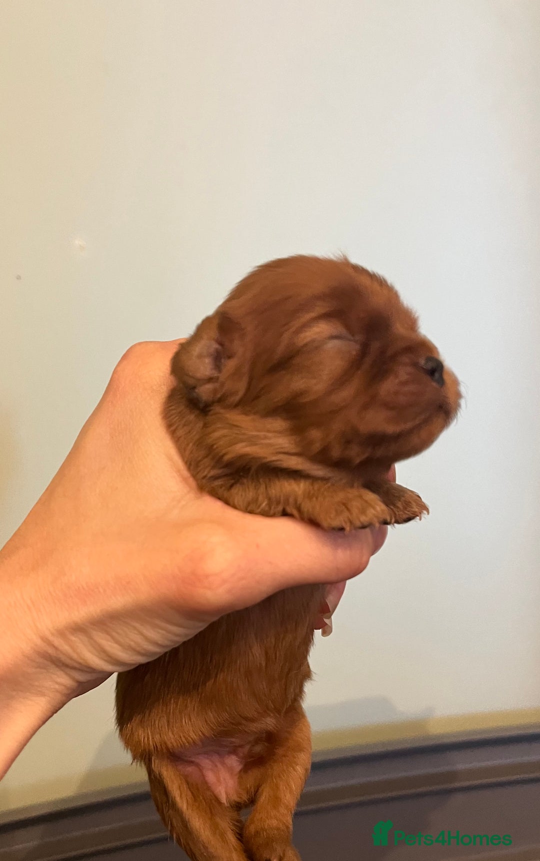 Cavalier King Charles Spaniel dogs for sale: Pure pedigree kc registered ruby cavaliers - Advert 10