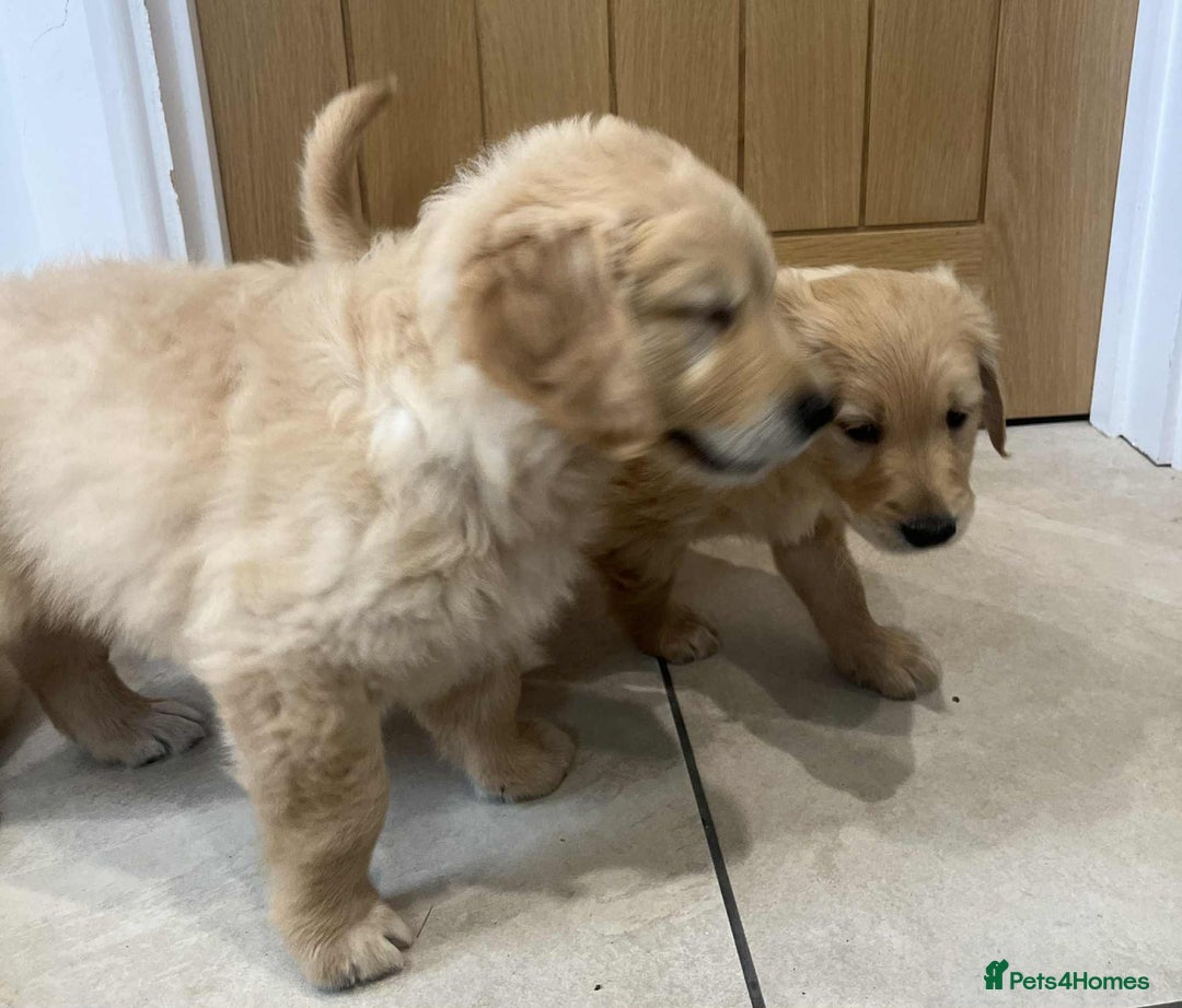 Golden Retriever dogs for sale: Beautiful Chunky KC Golden Retriever Puppies - Image 12