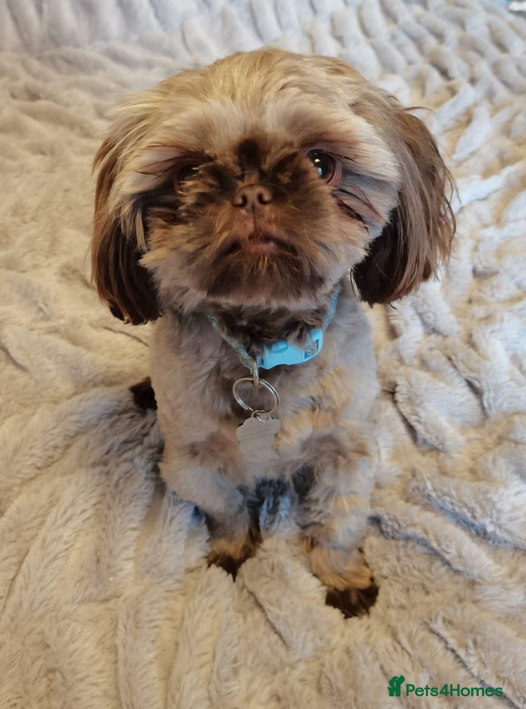 Shih Tzu dogs for sale: Shih tzu puppies  - Advert 3