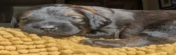 Rottweiler dogs for sale: Rottweiler / Rottidoodle - Advert 34