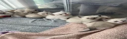 Ragdoll cats for sale: 8 gorgeous ball of fluff Ragdoll kittens for sale  - Advert 6