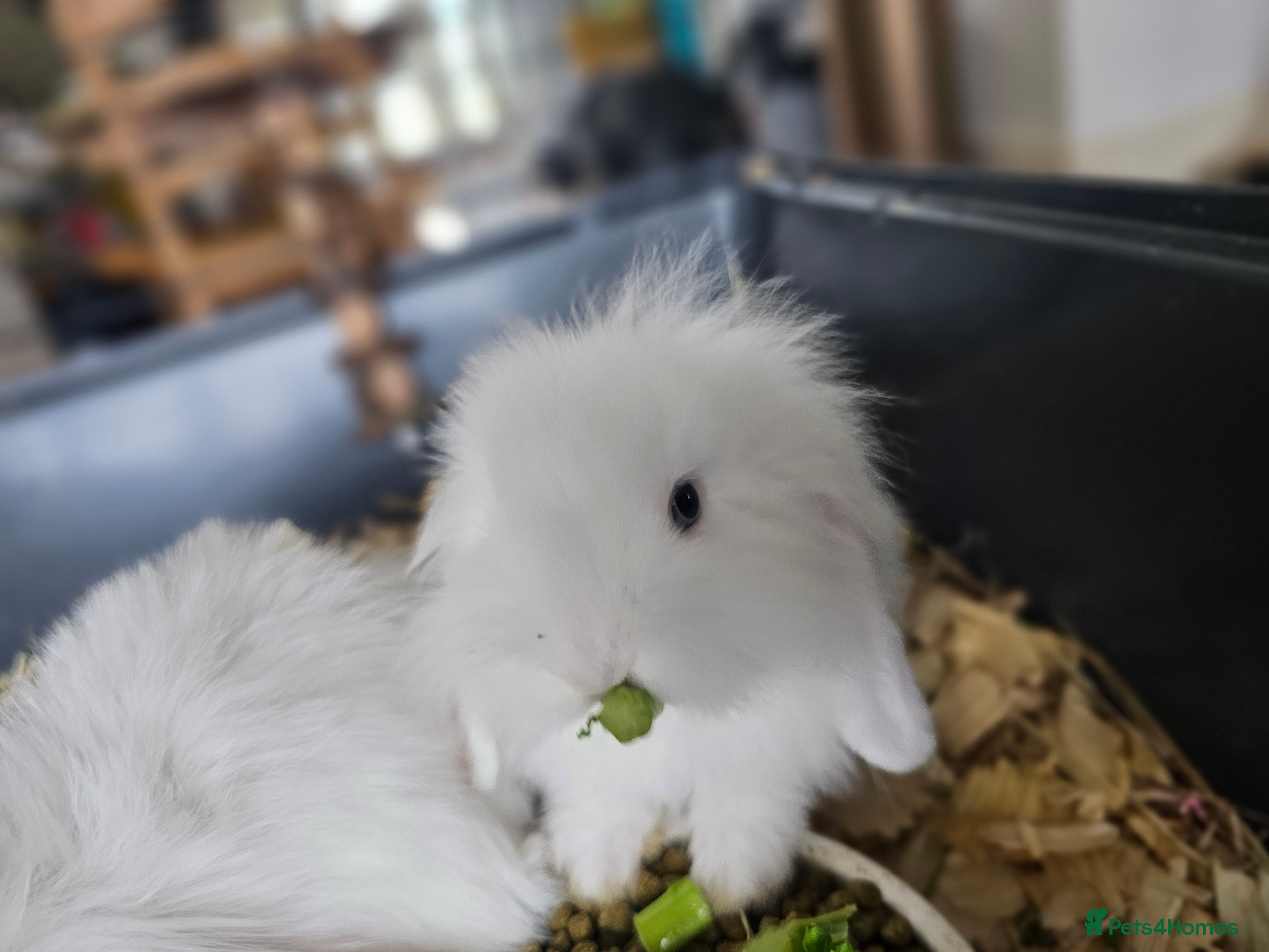 Mini Lion Lop rabbits Mini lion lop  - Advert 1