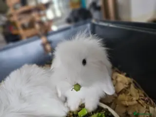 Mini Lion Lop rabbits Mini lion lop - Advert 2