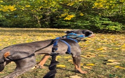 Dobermann dogs for stud: Sub-Zero - Image 3
