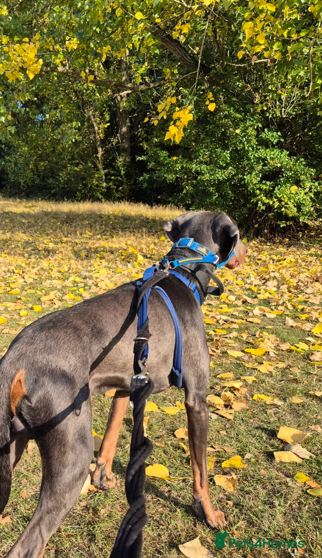 Dobermann dogs for stud: Sub-Zero - Advert 4