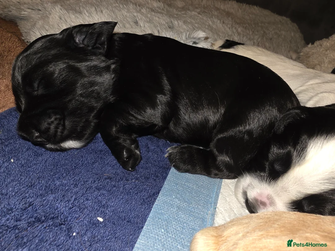 Cocker Spaniel dogs for sale: Cocker Spaniel Puppies (available for veiwing) - Advert 30