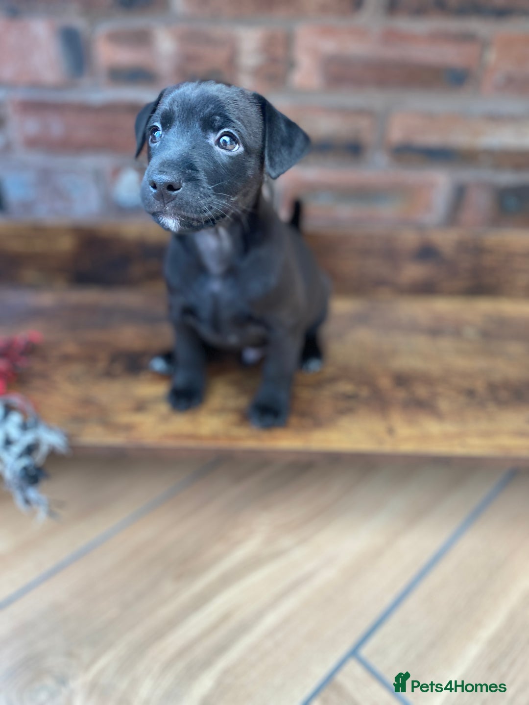 Mixed Breed dogs for sale: Plummer x Patterdale puppies  - Advert 11