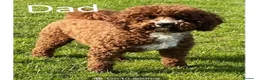 Labradoodle dogs for sale: F1B Miniature Labradoodle pups - Advert 6