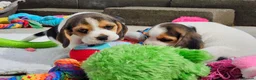 Beagle dogs for sale: Stunning Litter of KC Registered Beagle Pups  in Thirsk - Advert 22