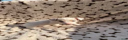 Jack Russell dogs for sale: Stunning jack russel puppies  in Swansea - Advert 4
