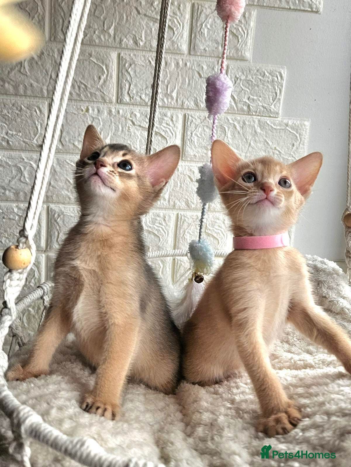 Abyssinian cats Beautiful Abyssinian Kittens  - Advert 8