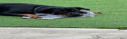 Rottweiler dogs for sale: Kc reg rotweiller pup waiting list now open  in Derby - Advert 5