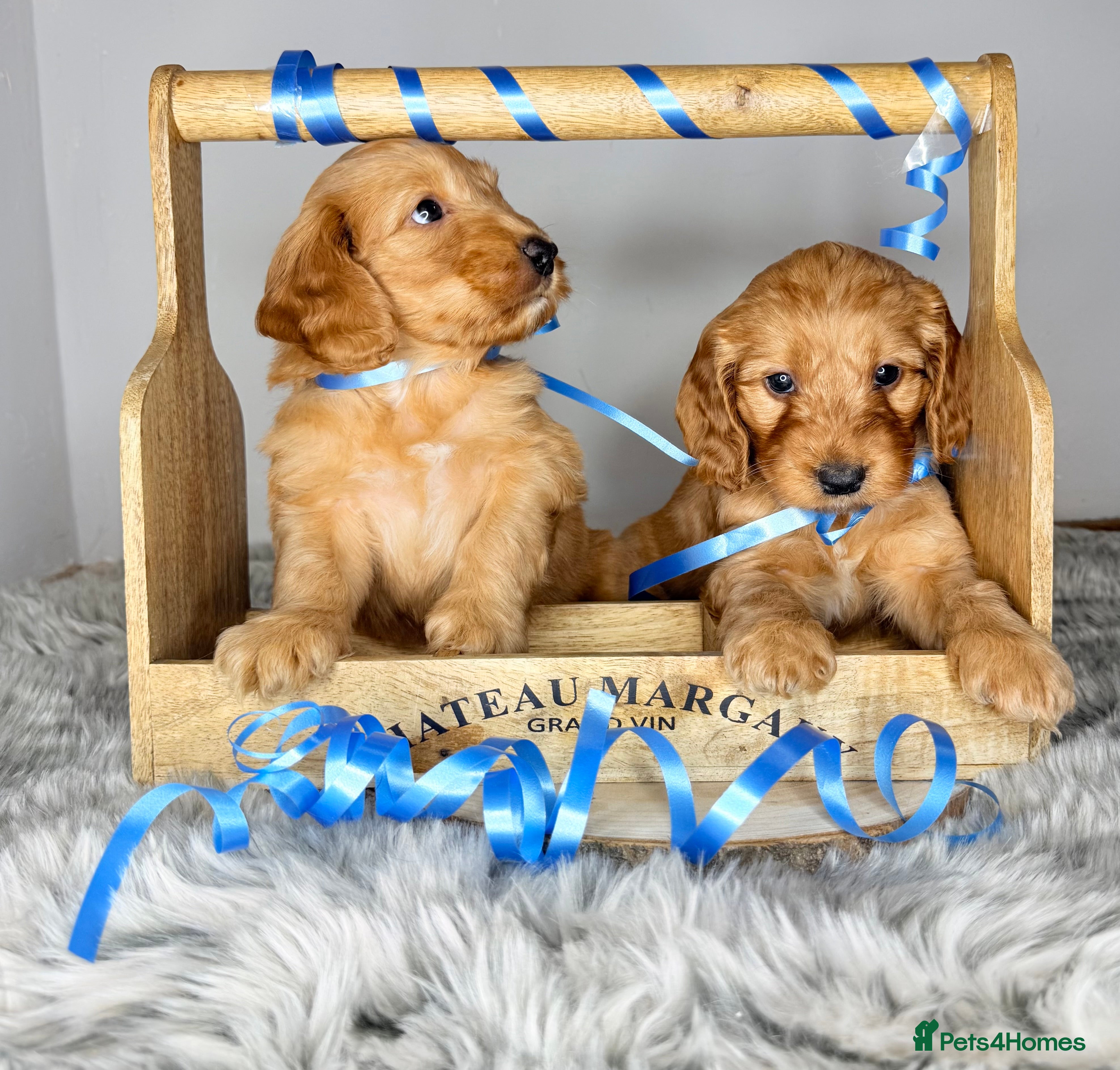 Australian Labradoodle dogs Australian labradoodle  - Advert 8