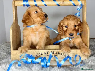 Australian Labradoodle dogs Australian labradoodle - Advert 16