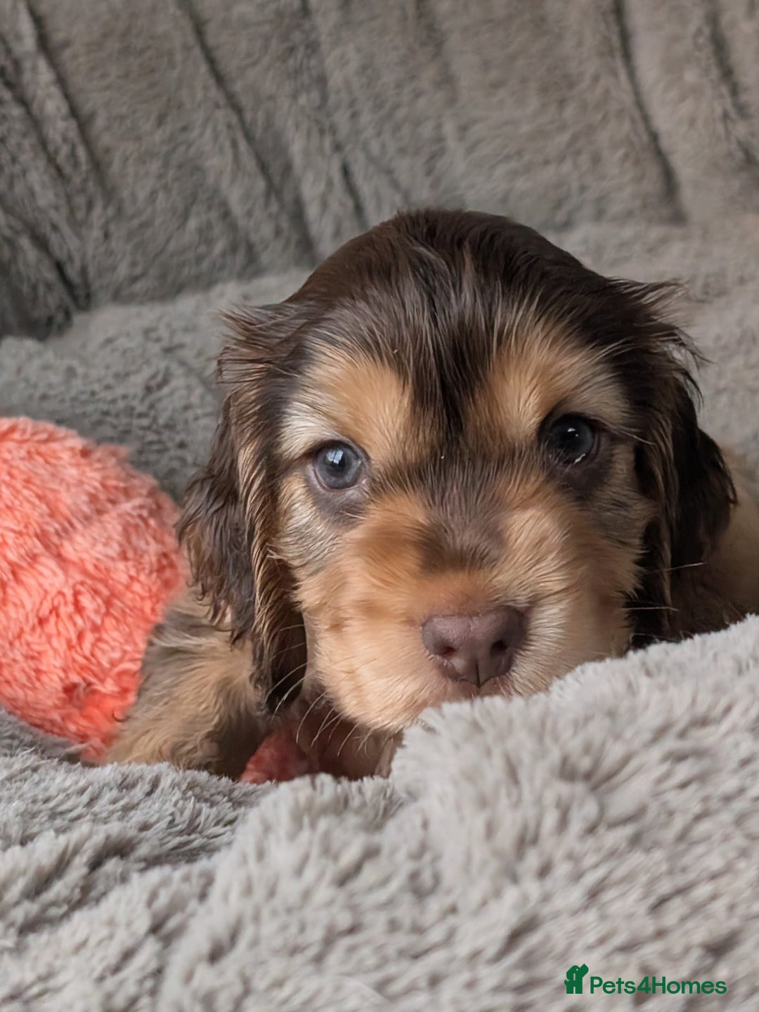 Cocker Spaniel dogs for sale: K C Reg, Show Cocker pups - Image 4